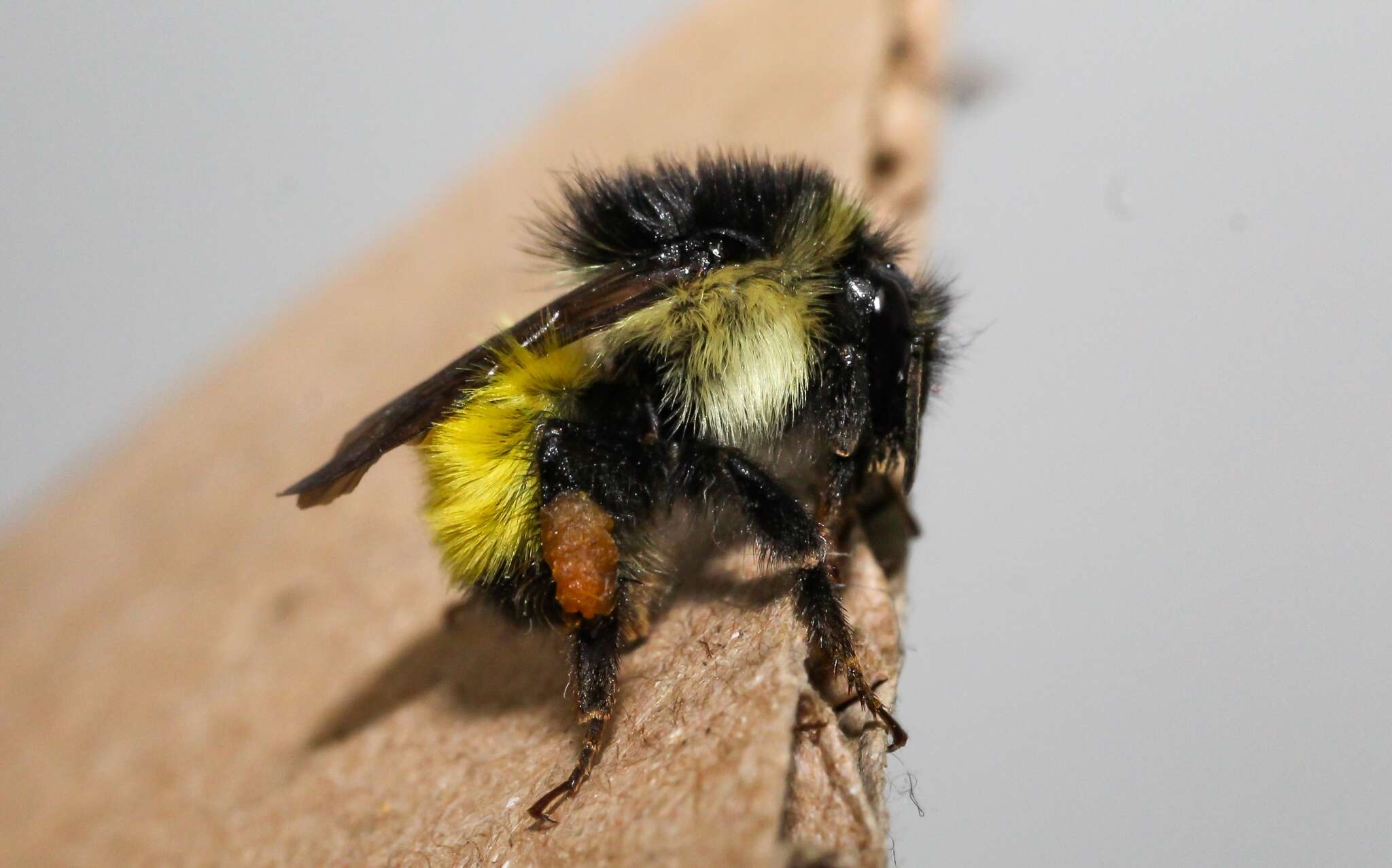 Image of Bombus weisi Friese 1903