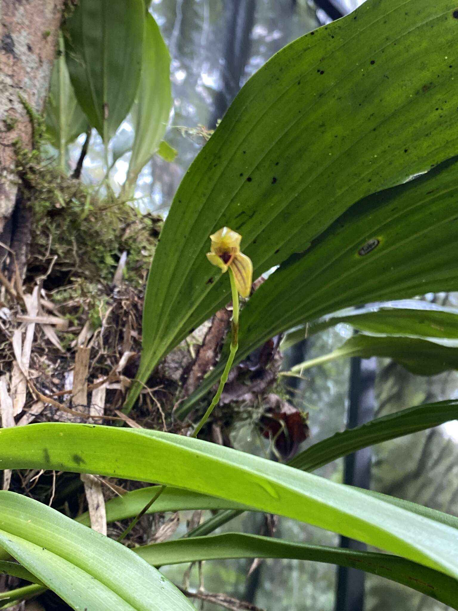 Image of Maxillaria lineolata (Fenzl) Molinari