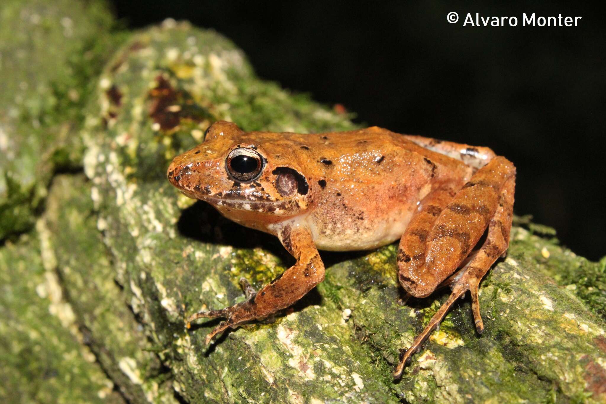 Image of Polymorphic Robber Frog