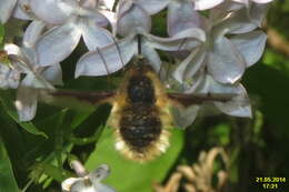 Image of Large bee-fly