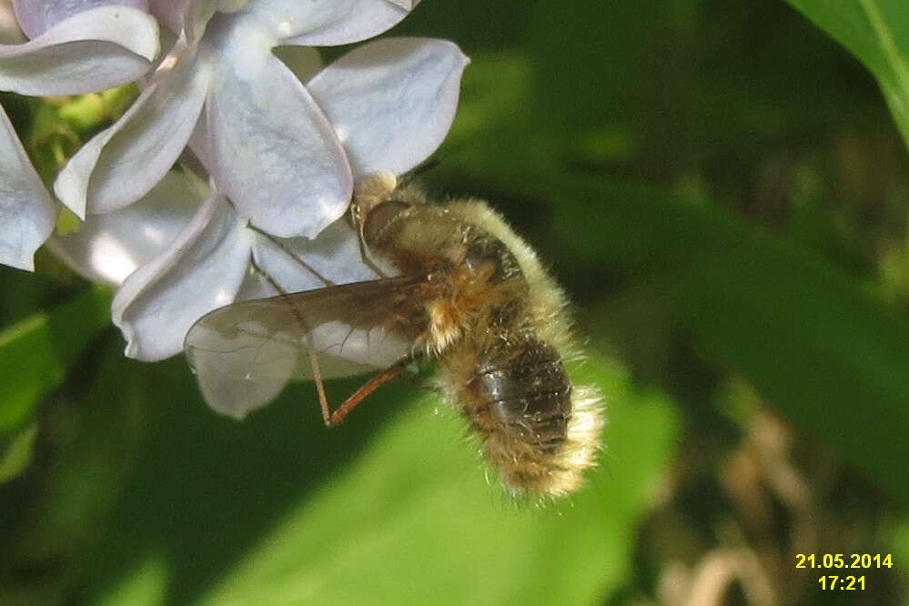 Image of Large bee-fly