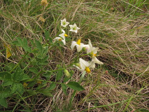 Image of Commerson's nightshade