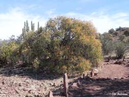 Imagem de Spinoliva ilicifolia (Hook. & Arn.) G. Sancho