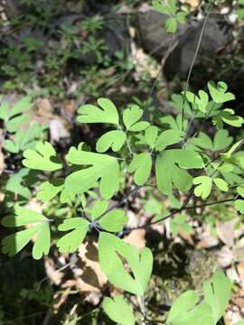 Image of western false rue anemone