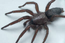 صورة Scotophaeus scutulatus (L. Koch 1866)