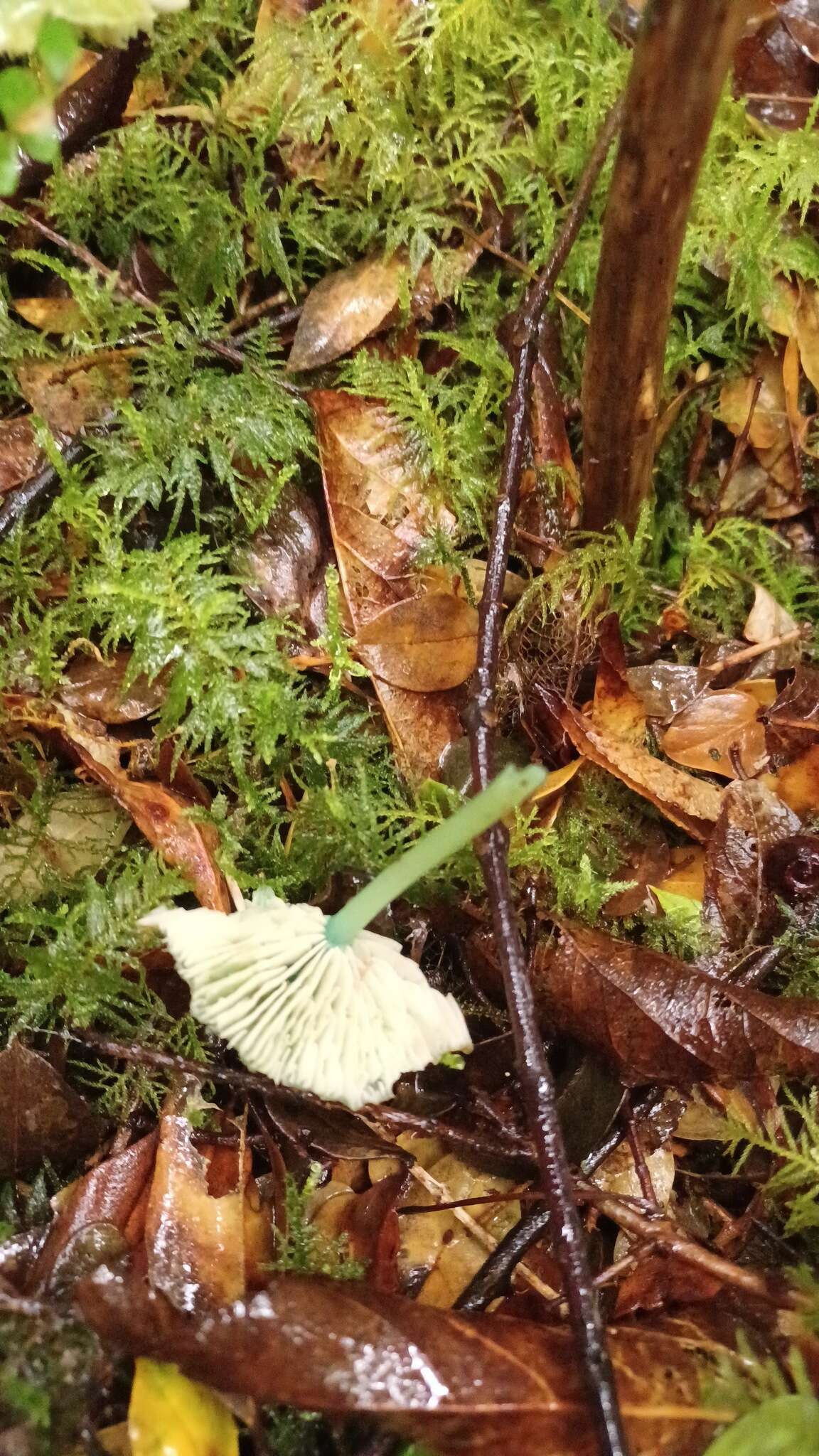 Imagem de Entoloma necopinatum E. Horak 1978