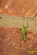 Image of Drumming Katydid