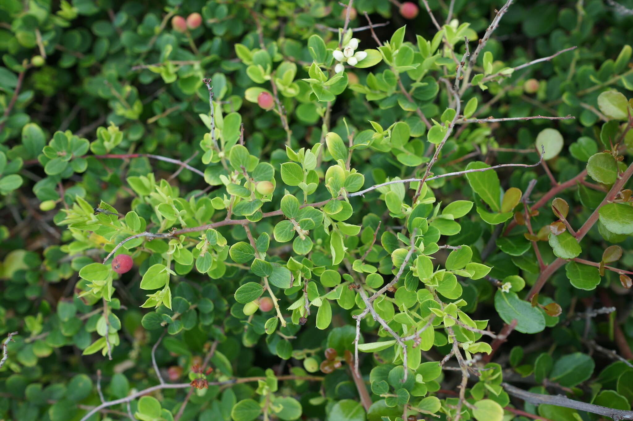 Image of Berchemia lineata (L.) DC.