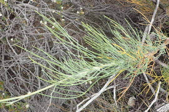 Image of Anginon swellendamense (Ecklon & Zeyher) B. L. Burtt