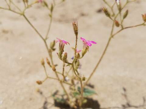 Image of broad-leaf gilia