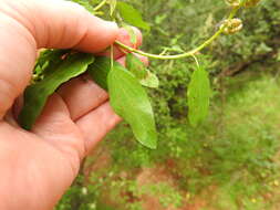 Image of Ceanothus integerrimus Hook. & Arn.