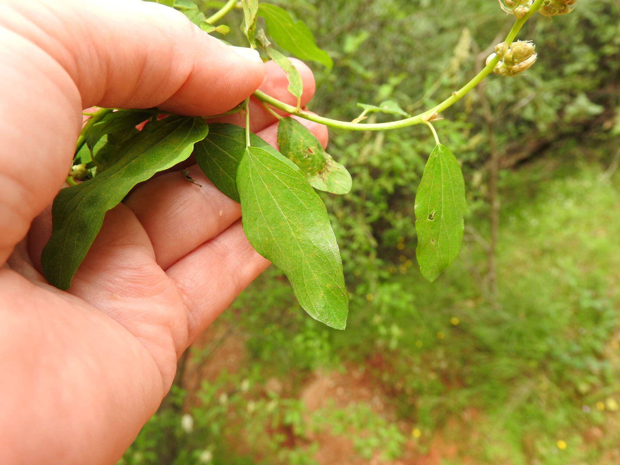 Image of Ceanothus integerrimus Hook. & Arn.