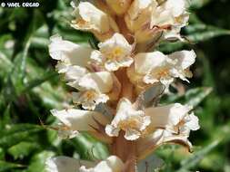 Image of Orobanche palaestina Reuter