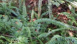 Image de Asplenium longissimum Bl.