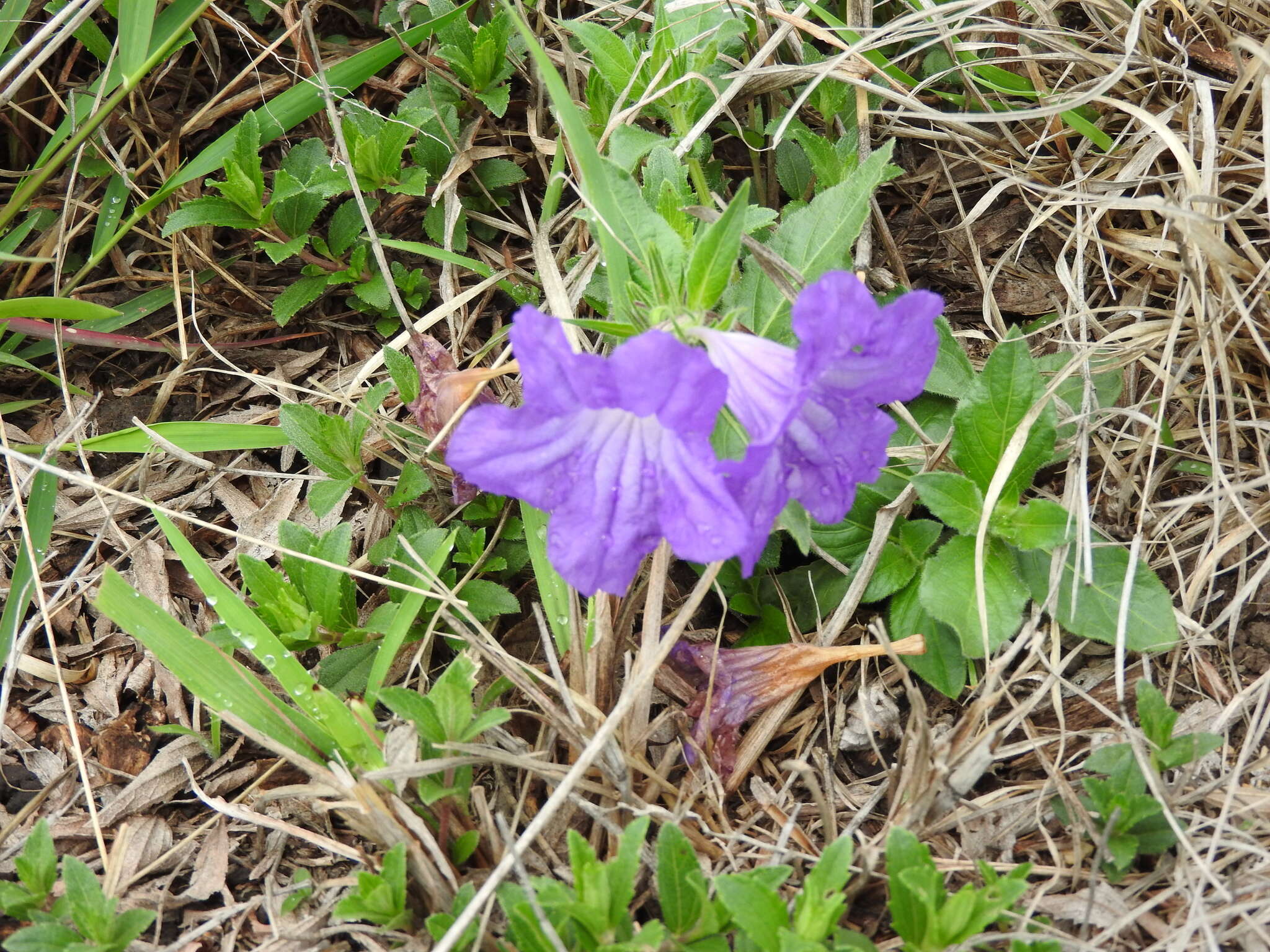 Plancia ëd Ruellia lactea Cav.