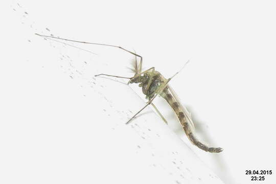 Image of Buzzer midge