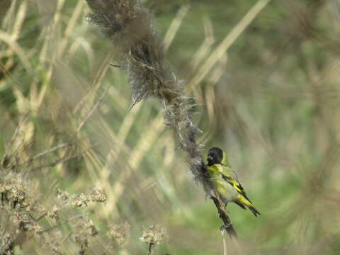 Image of Hooded Siskin