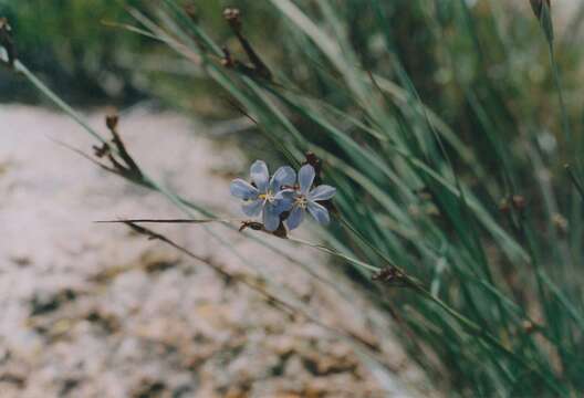 صورة Sisyrinchium rigidifolium Baker