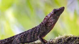 Image of Decorated Anole