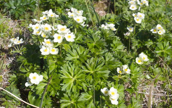 Image of narcissus anemone