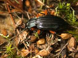 Carabus (Ctenocarabus) galicianus Gory 1839 resmi