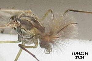 Image of Buzzer midge