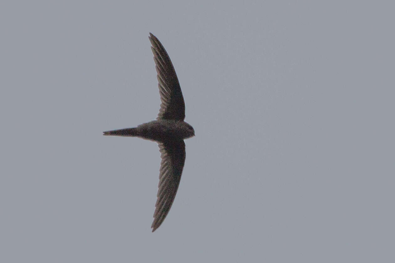 Image of African Palm Swift