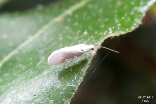 Image of dustywings