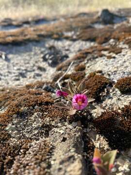 Image of Diplacus graniticola Schoenig