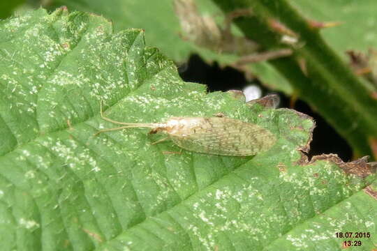 Image of brown lacewings