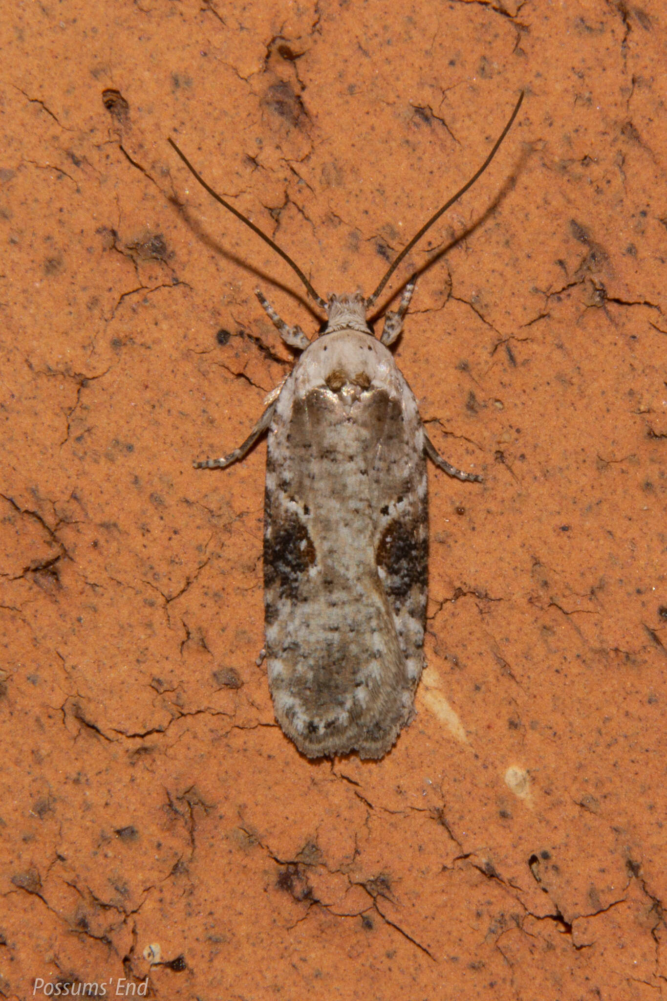 Image of Poison Hemlock Moth