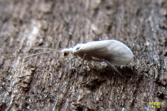 Image of dustywings