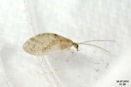 Image of brown lacewings