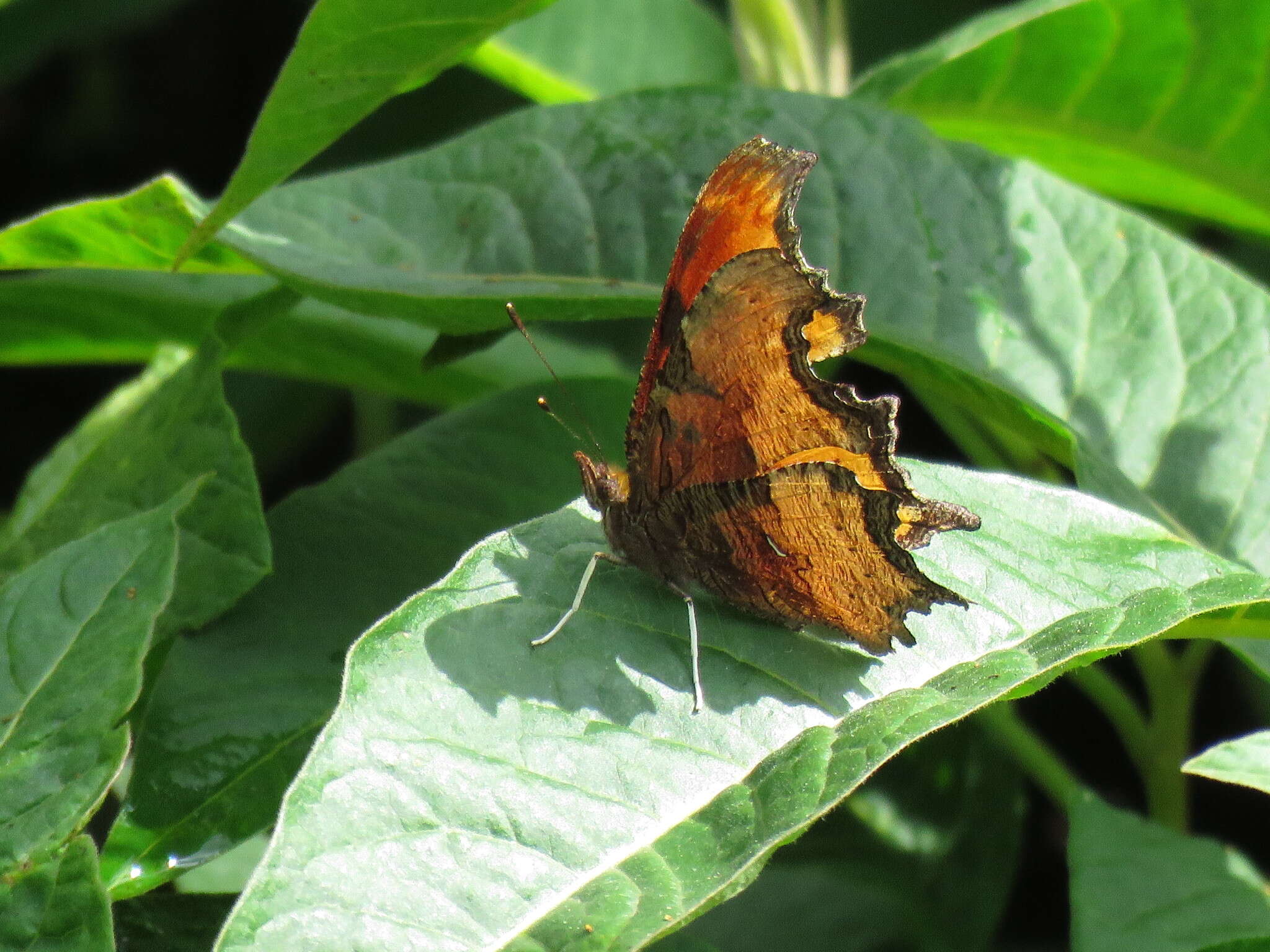 Слика од Polygonia haroldi Dewitz 1877