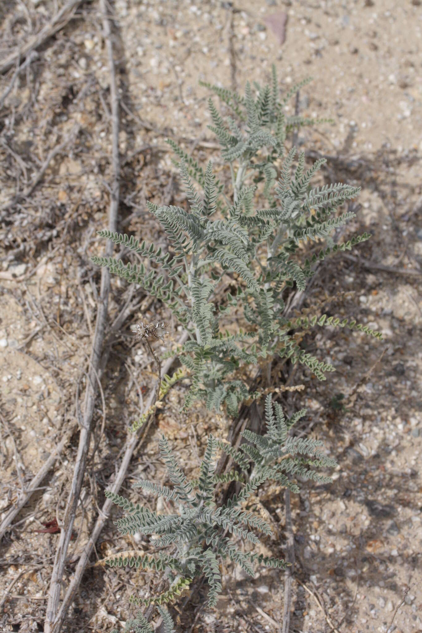 Plancia ëd Astragalus brauntonii Parish