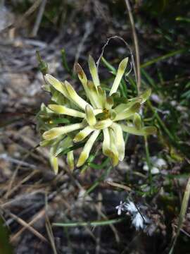 Image of Petrophile brevifolia Lindley