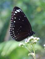Euploea crameri Lucas 1853的图像