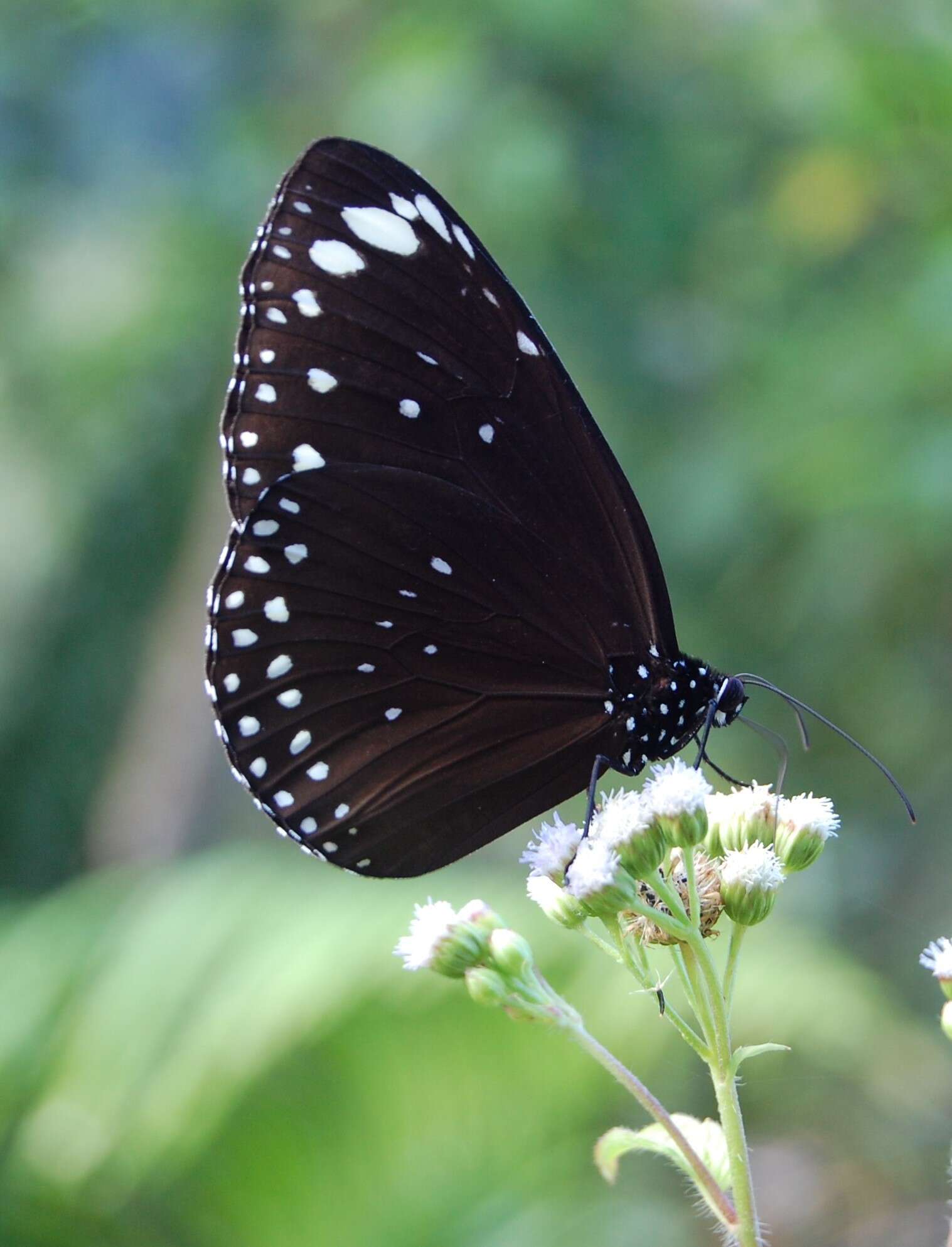 Euploea crameri Lucas 1853的图像