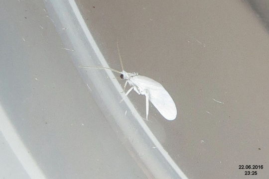 Image of dustywings