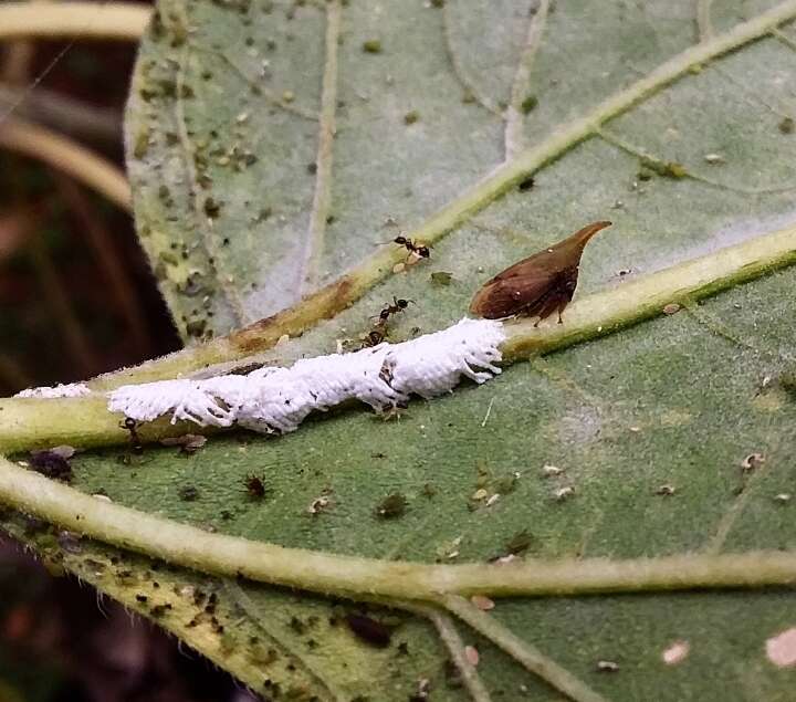 صورة Enchenopa squamigera Linnaeus