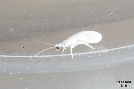 Image of dustywings