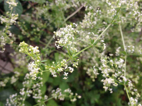 Image of White bedstraw