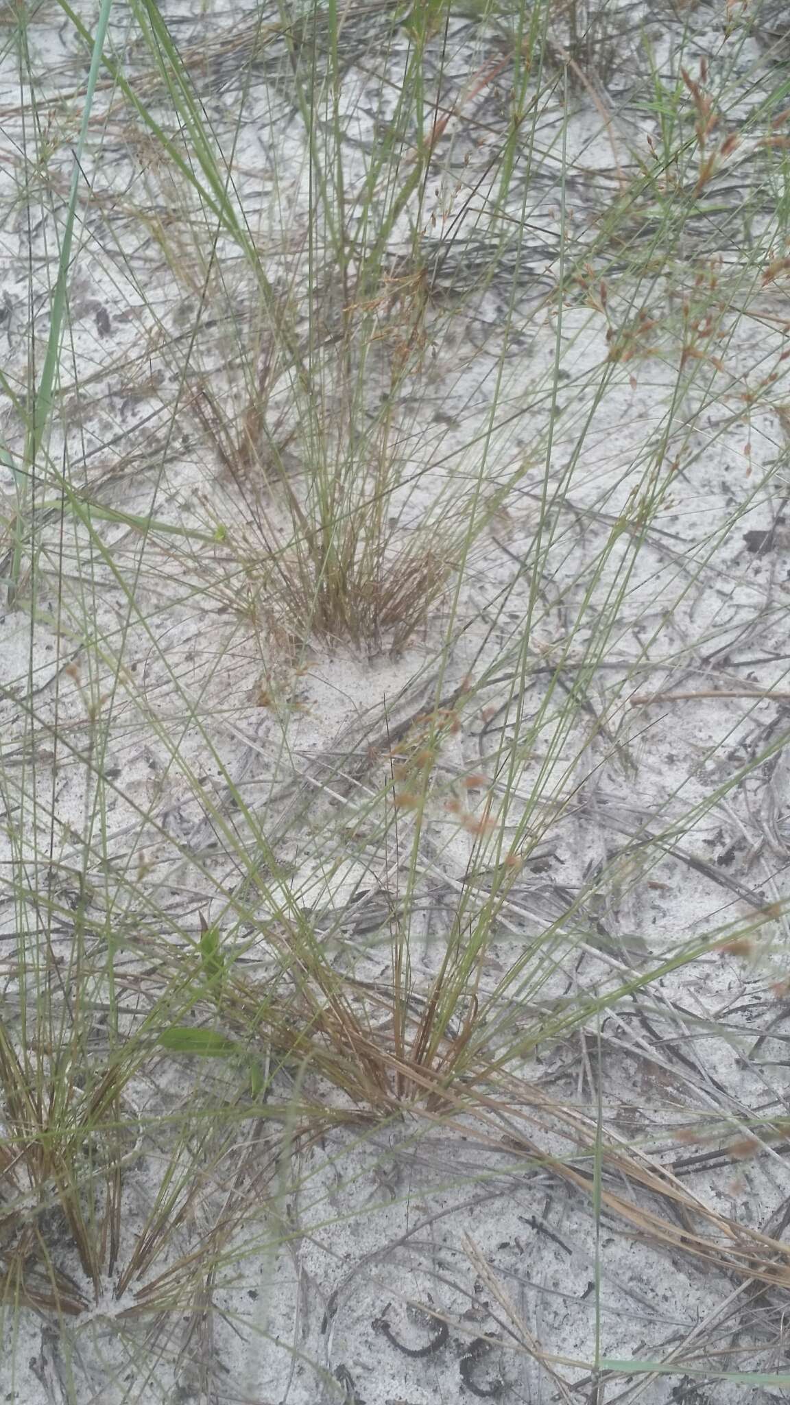 Image of capillary hairsedge