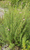 Image de Epilobium dodonaei Vill.