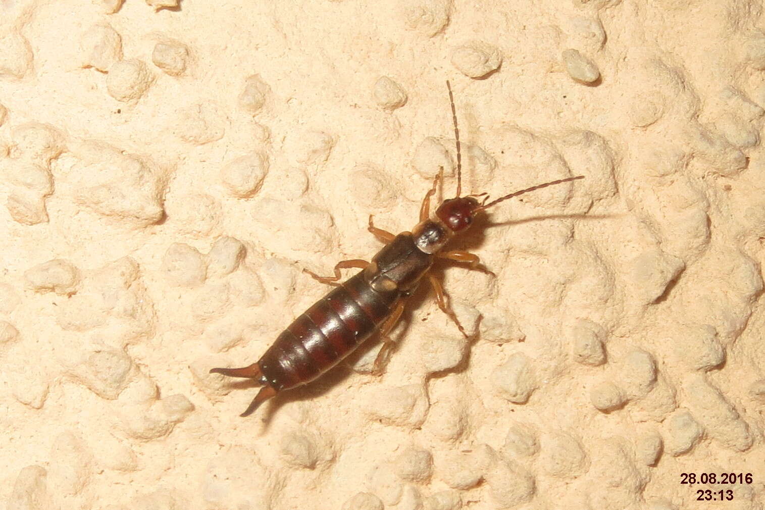 Image of earwigs