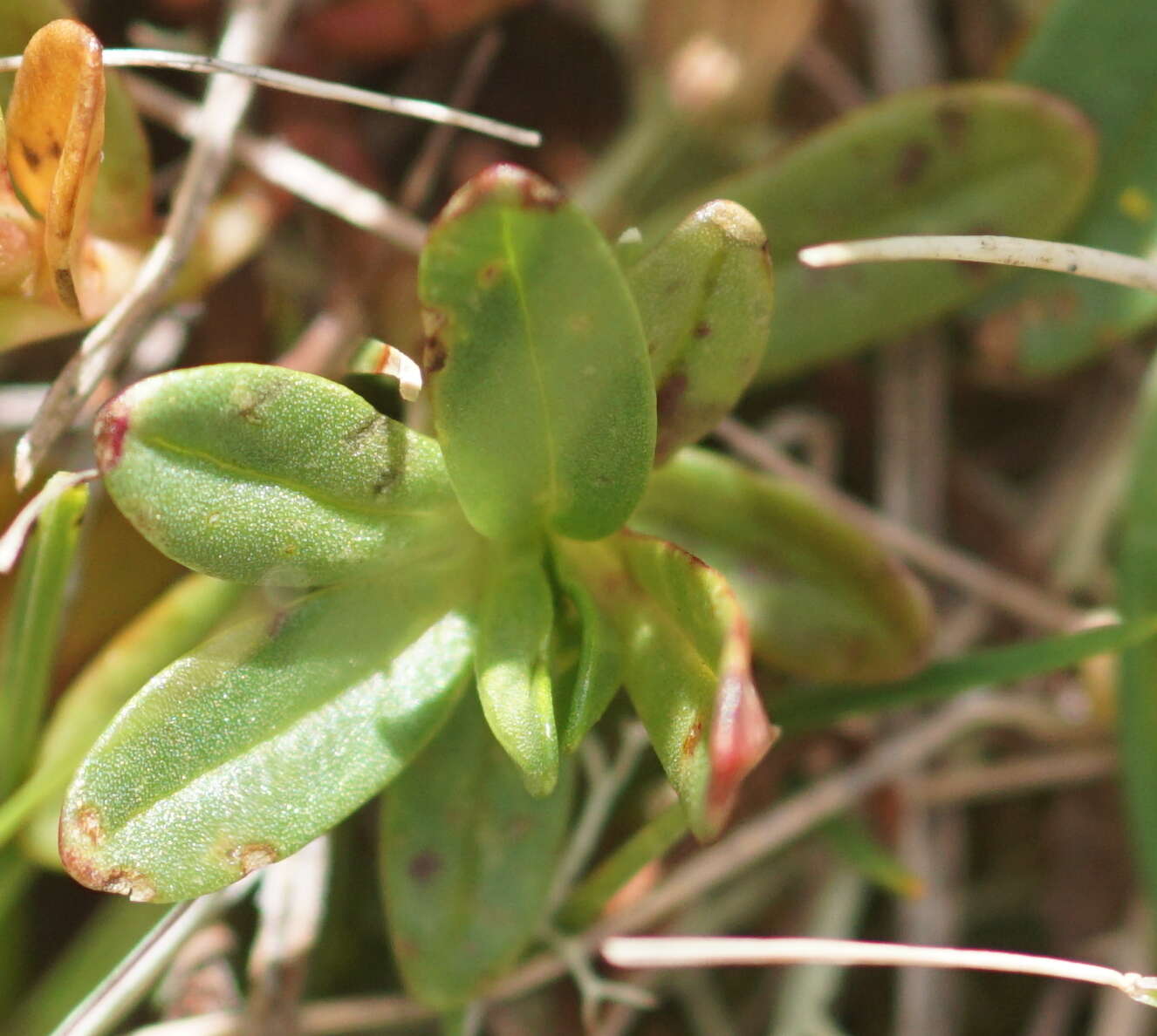 Imagem de Helianthemum alpestre (Jacq.) DC.