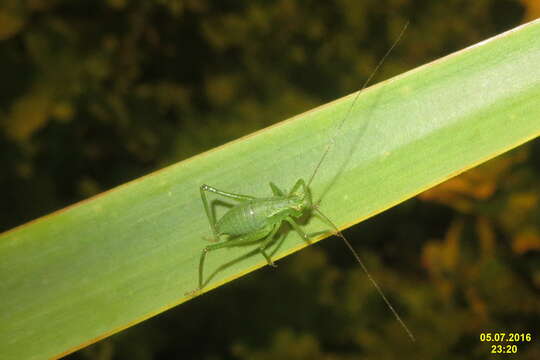 Image of speckled bush-cricket