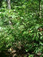 Image of northern spicebush