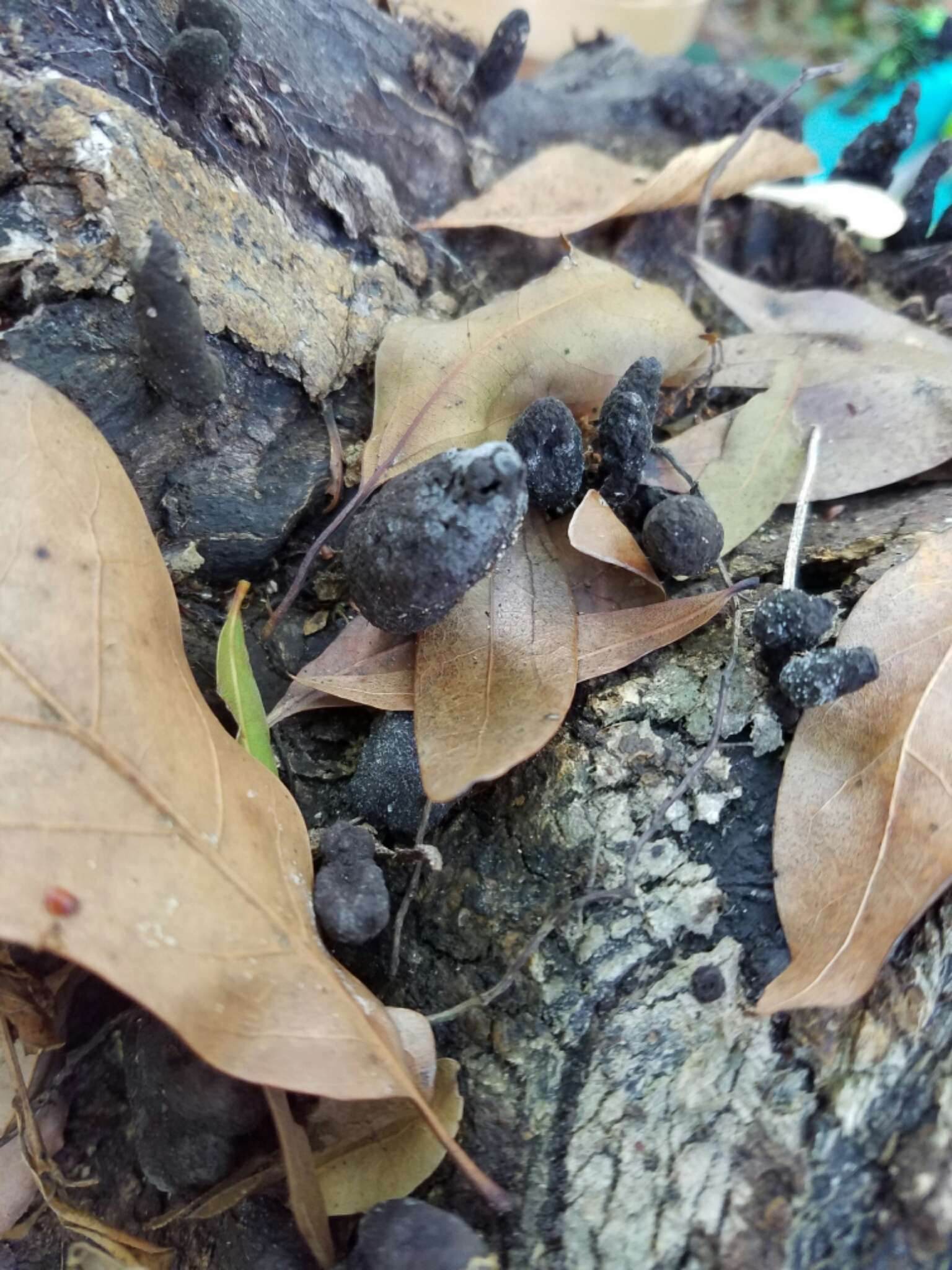 Imagem de Xylaria polymorpha (Pers.) Grev. 1824