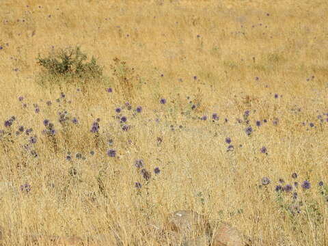 Image de Echinops adenocaulos Boiss.